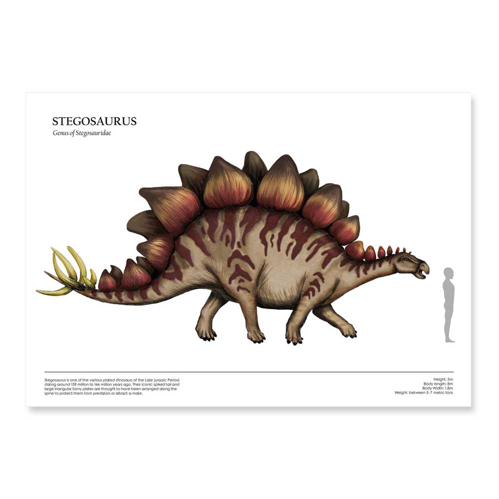 Human & Dinosaur Size Comparison Posters (Stegosaurus, A3)