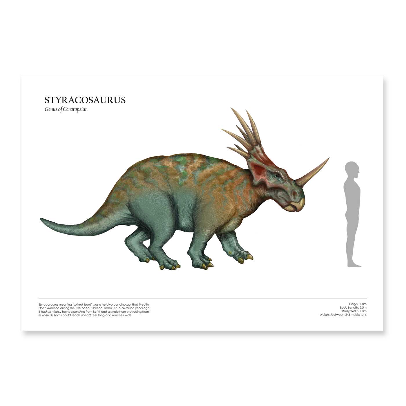 Human & Dinosaur Size Comparison Posters (Styracosaurus, A3)