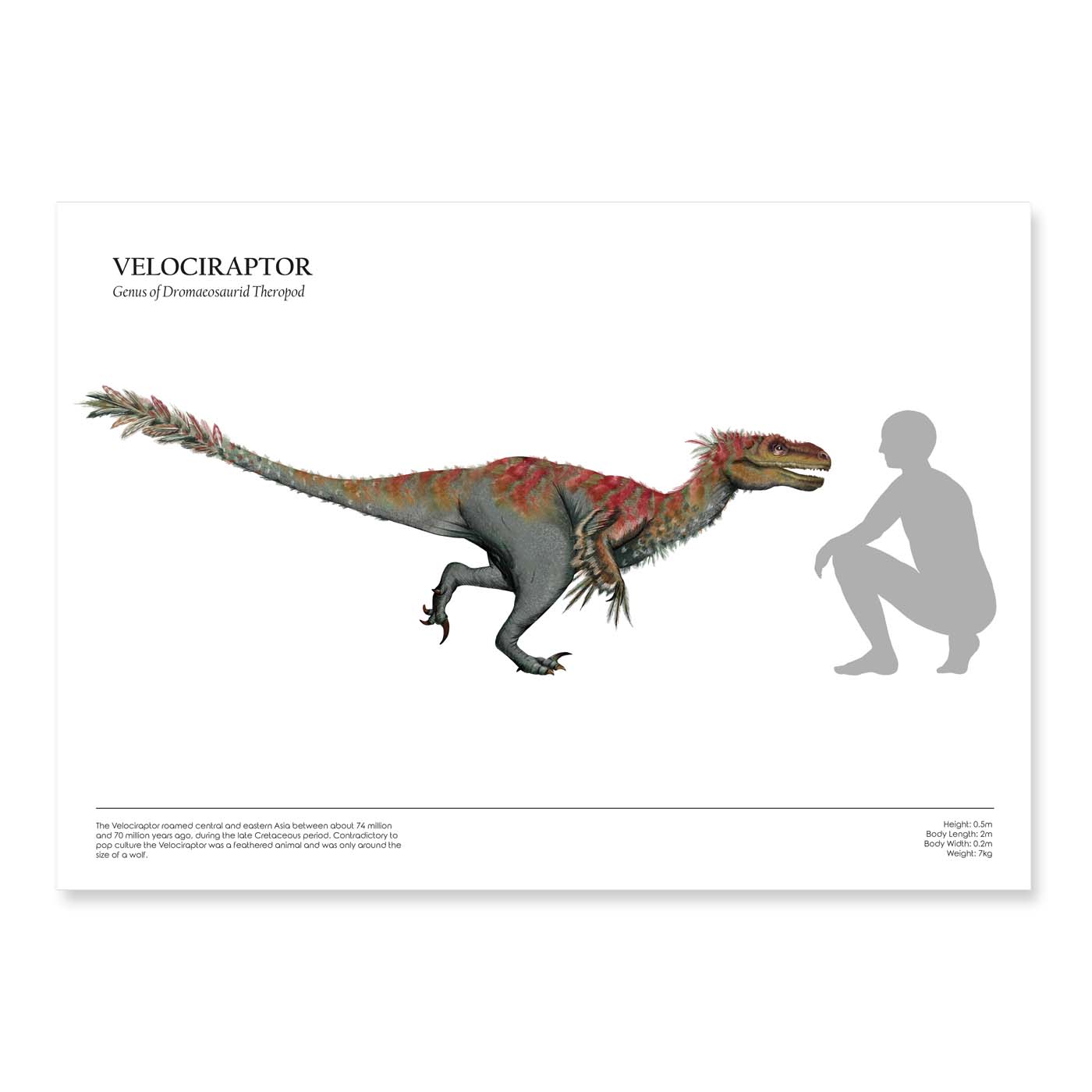 Human & Dinosaur Size Comparison Posters (Velociraptor, A4)